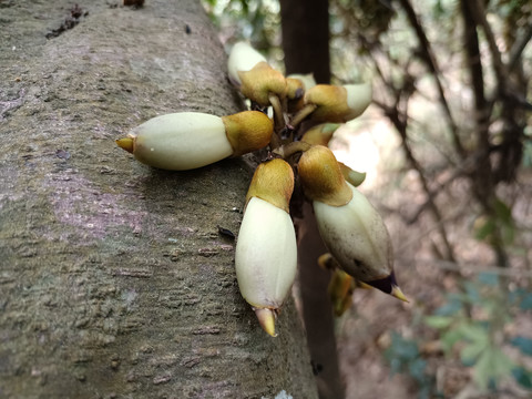 紫色禾雀花