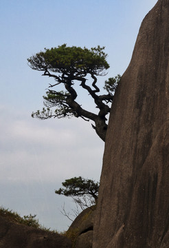 奇峰劲松三清山8