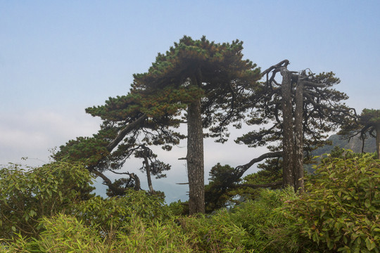 奇峰劲松三清山17