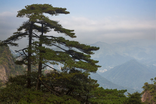 奇峰劲松三清山36