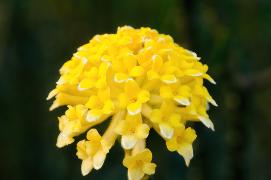 结香花微距