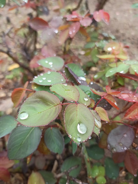 雨后叶片