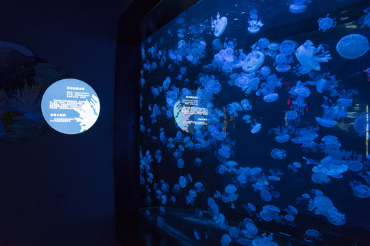 南京海底世界巴布亚硝水母