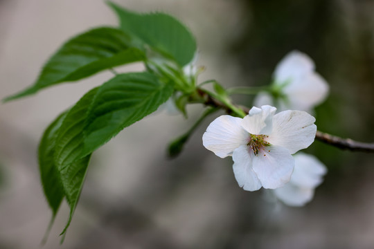 樱桃花