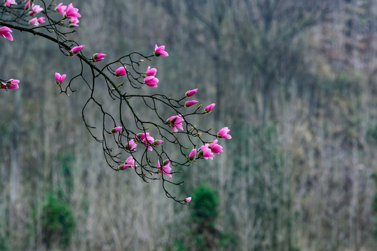 辛荑花