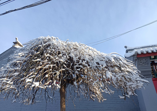 雪景