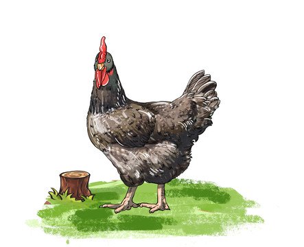 蘆花雞插畫