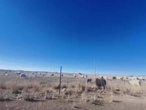 绵羊牧场