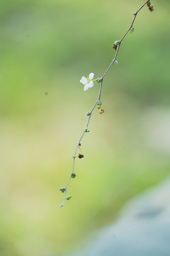 发芽小花