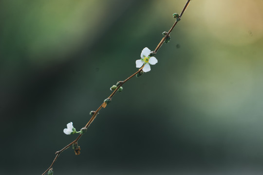 发芽小花