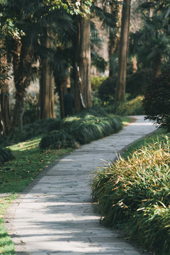 树林小路