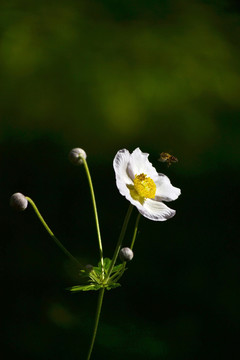 野棉花