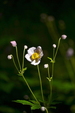 野棉花