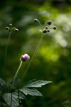 野棉花花蕾