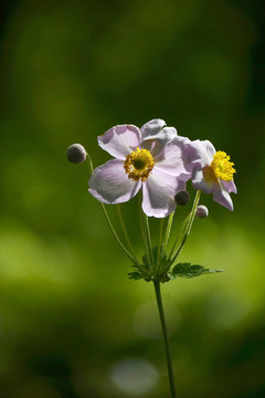 野棉花