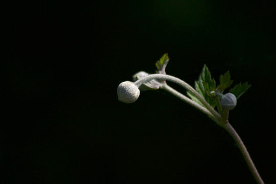 野棉花花蕾