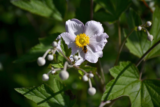 野棉花