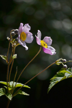 野棉花