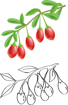 枸杞插畫