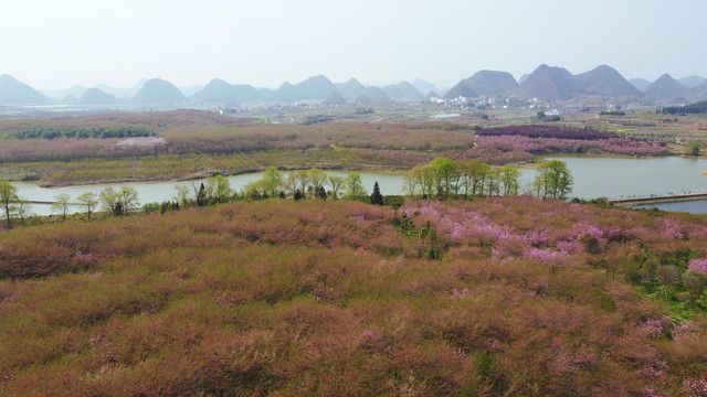 平坝樱花贵安樱花园