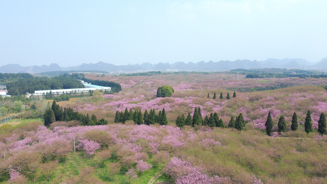 平坝樱花贵安樱花园