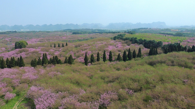 平坝樱花贵安樱花园