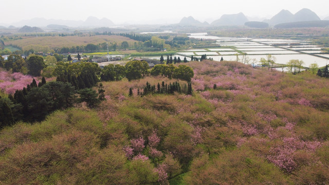 平坝樱花贵安樱花园