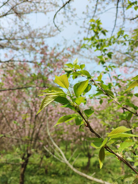 平坝樱花