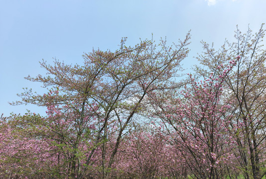 平坝樱花