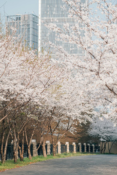 樱花盛开樱花大道