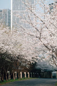 樱花盛开樱花大道