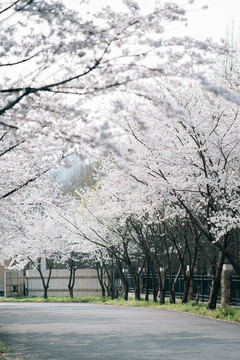 南京樱花盛开樱花大道