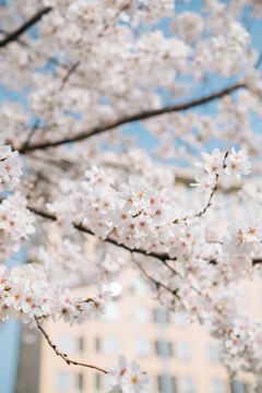 樱花盛开樱花大道