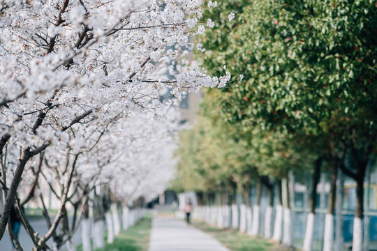 樱花盛开樱花大道