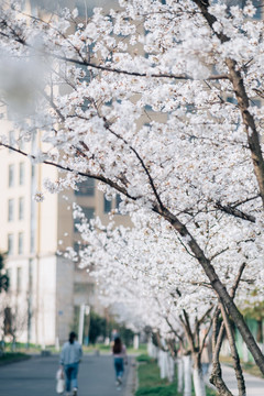 樱花盛开樱花大道