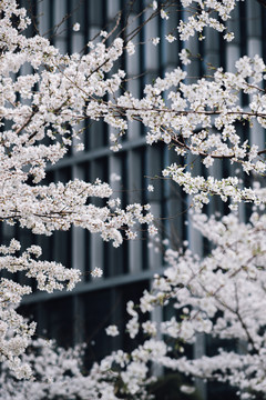 樱花盛开樱花大道