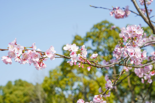 樱花