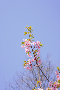 樱花