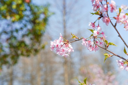 樱花