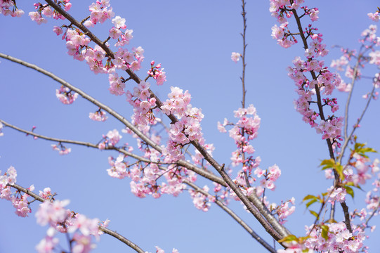 樱花