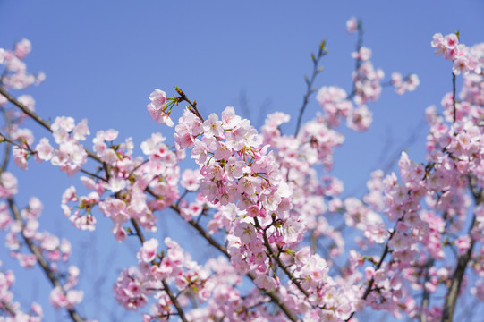 樱花