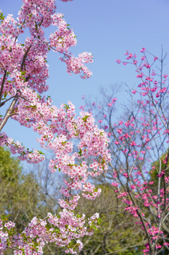 樱花