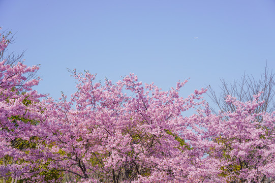 樱花