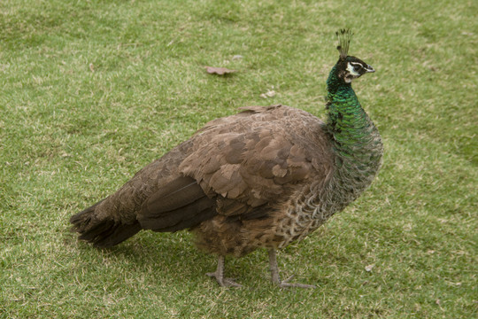 雌性绿孔雀