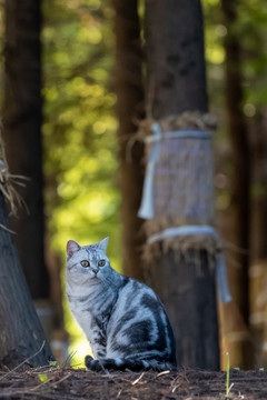 林间端坐的可爱猫咪