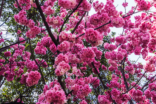 云南樱花特写