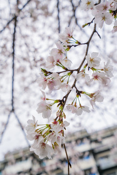 樱花花瓣