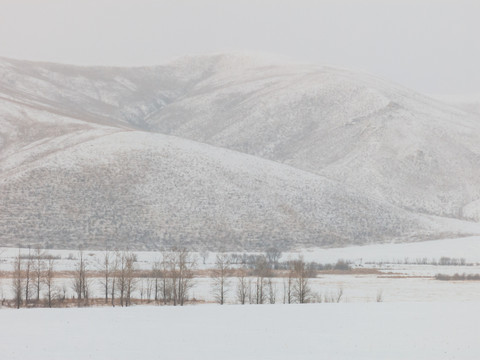 冬季丘陵雪原树木