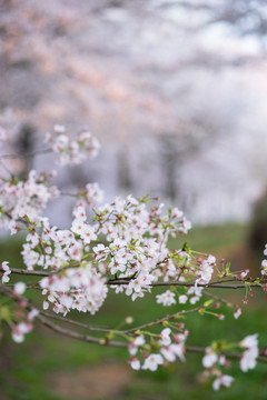 樱花