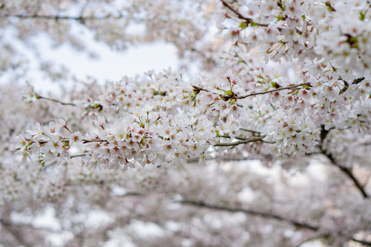 樱花